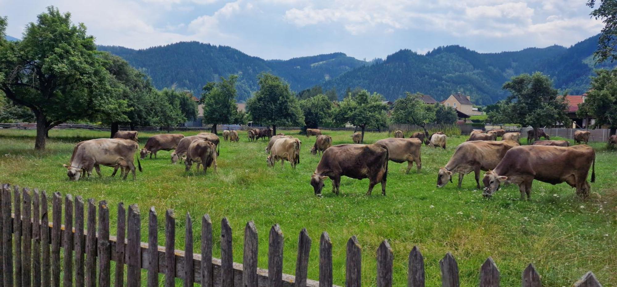 Flat Bull Appartement Mit Garten Sankt Lorenzen bei Knittelfeld Eksteriør billede